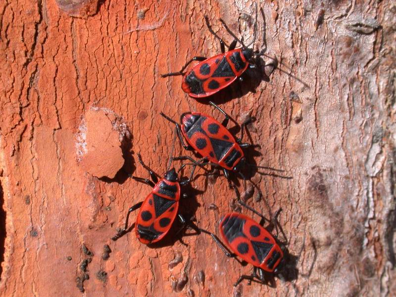 Pyrrhocoris apterus